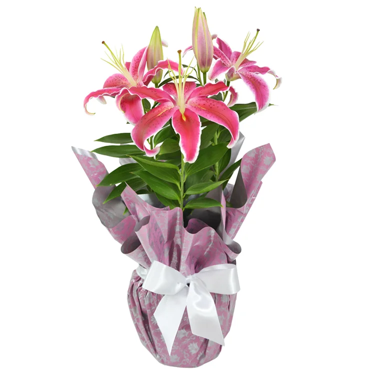 L�rio rosa plantado